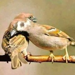 وين صرتي