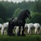 Black Horse