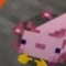 axolotl