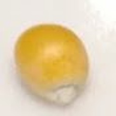 Ecorn