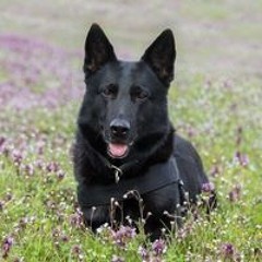 Олександр Мудрий