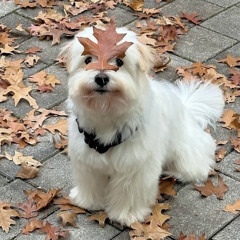 roxanasohrabi