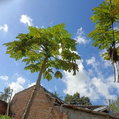 إنسان إلهام