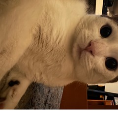 DJ(SUPER)STRAIGHT-RAZOR