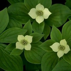 Dawa Gyeltshen Dawa Gyeltshen Dawa Gyeltshen 49760