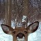 deersounds