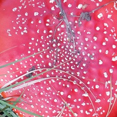 The Magical Porcini Club