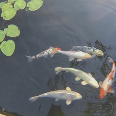 🫧🐟🐠🐡