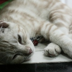 Pudinq
