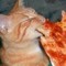 Pizza_Kitty