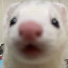 @GXNGSTR
