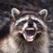 Raccoon