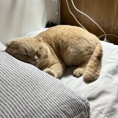 Meo
