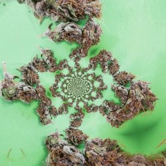Weedheli