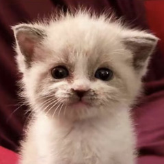 Kit
