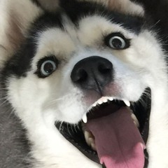 🦊Hikarifoxxins🦊