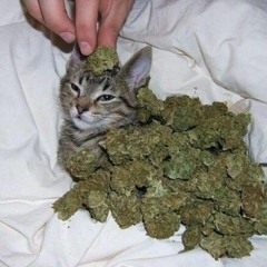 MAKAVELIGODD X ANTIEVERYONE  SHIT WONT FLY PROD RYAN C