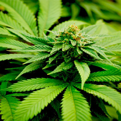cannabis