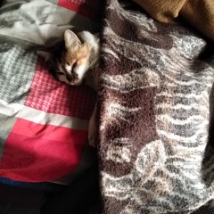mishita
