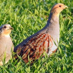 АлісаЧікува