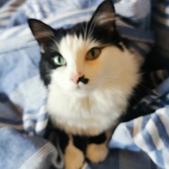 Riccardo