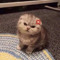 ‧₊˚ ☽ ⋅