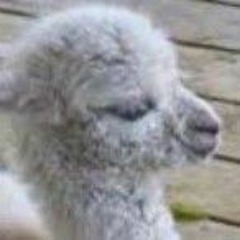 Llama