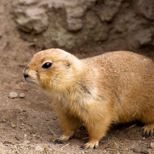 Stream Gopher s Music Gear music Listen to songs albums