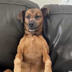 BentoBeMixin