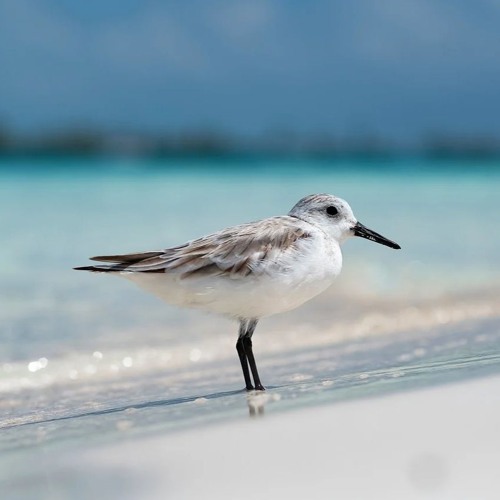 Theo live b2b2b2b2b mix in september 24th