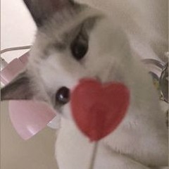 navi