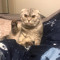 just cat