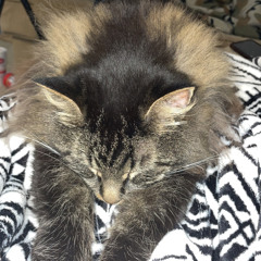 Dakota Austin Streyffeler