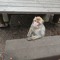 1MillionMonkeys