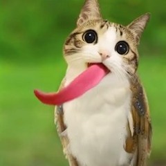 everybunnyaskedaboutyou