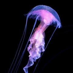 Xennzor
