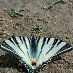 Евгения Корнийчук