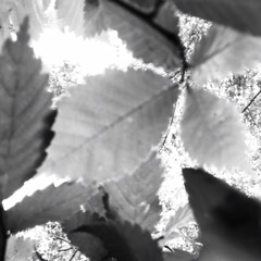 Plug ( Lucid Dreams pt. 2)