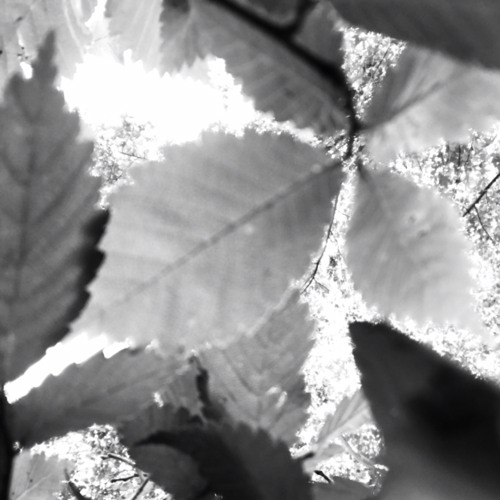 Plug ( Lucid Dreams pt. 2)