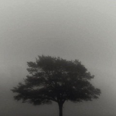 Nymo