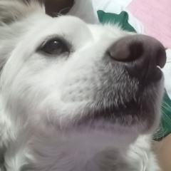 Phagn