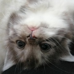 kiwii