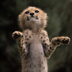NY Cheetah