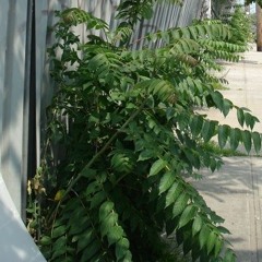 ailanthus altissima