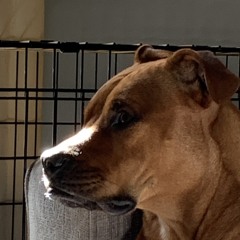 Jdog