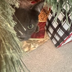 jeffrey