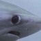 Sharky