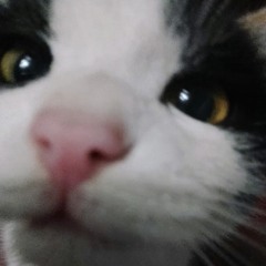 Pawz