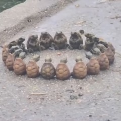 あきしょう