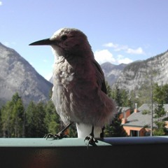 Jamie Oppenheimer Songwriter